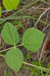 Prairie snoutbean